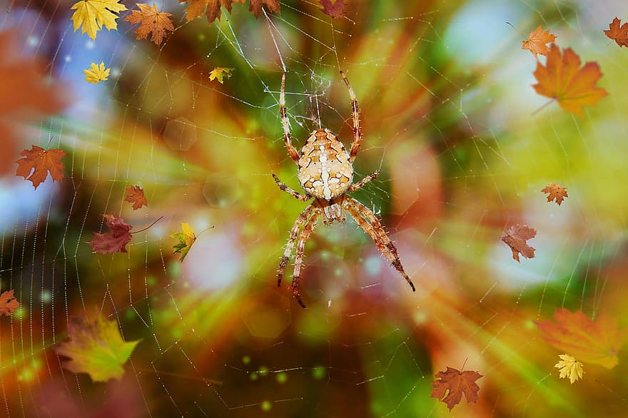Spinne, Spinnennetz, Spinnentier, Insekt, Tiere, Natur, Wirbellosen, Arthropoden, Nahansicht, Herbstblätter