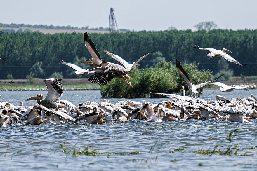 Große weiße Pelikane, Vögel beobachten, Donaudelta, Rumänien, Mahmudia, Carasuhatarea, Vogelgrafik, Vögel, Bootsfahrten, Erhaltung, Ökologie