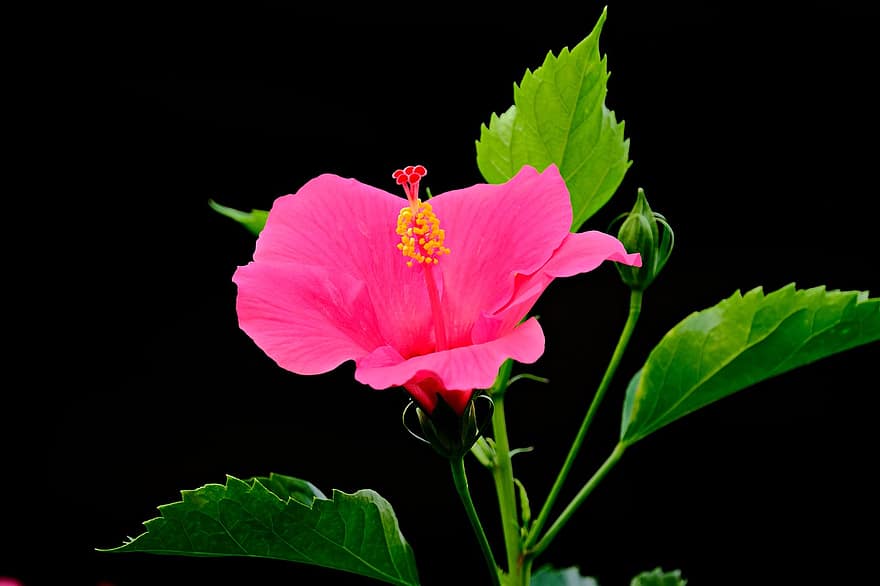 Hibiskus, rosa Hibiskus, pinke Blume, Blume, Flora, Pflanze, Blatt, Nahansicht, Blütenblatt, Blütenkopf, Sommer-