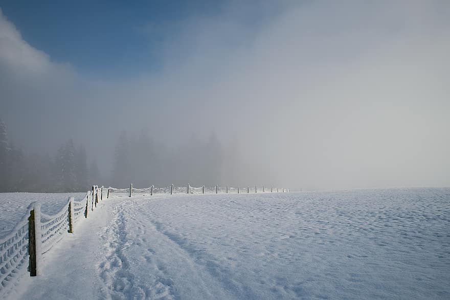 冬、シーズン、雪、屋外、霧、風景、霜、森林、青、木、氷