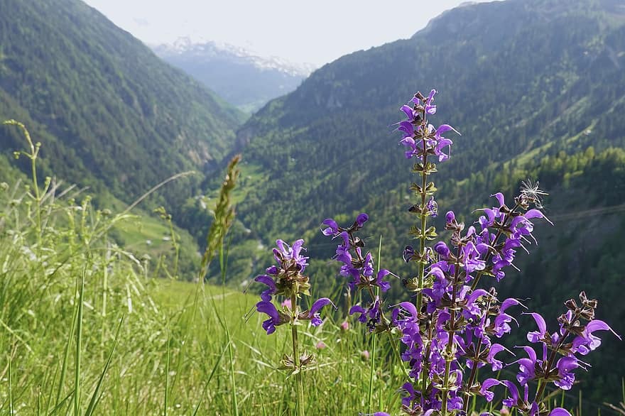ορεινό τοπίο, λουλούδι, βοσκότοπους, άνοιξη, valsertal, σε εξωτερικό χώρο, καλοκαίρι, λιβάδι, πράσινο χρώμα, βουνό, γρασίδι