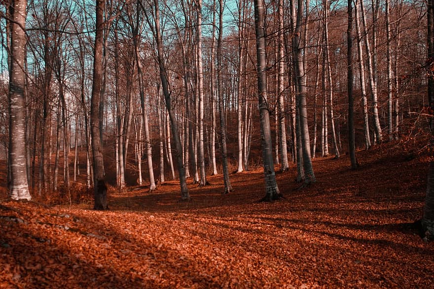 森林、秋、葉、自然、木、風景、森の中、シーズン、カラフル、10月