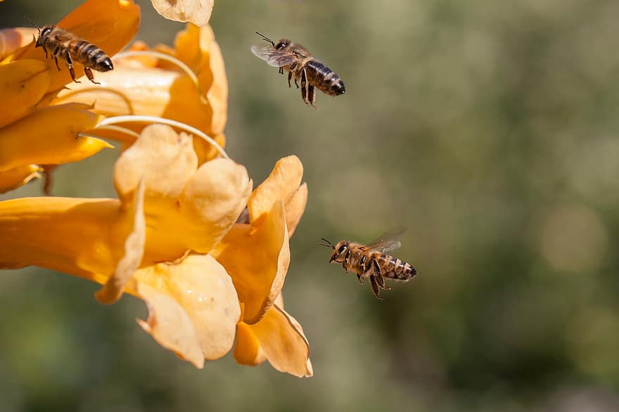 bites, kukaiņi, ziedi, lidošana, lidojums, medus bites, dzelteni ziedi, dārzs, raksturs