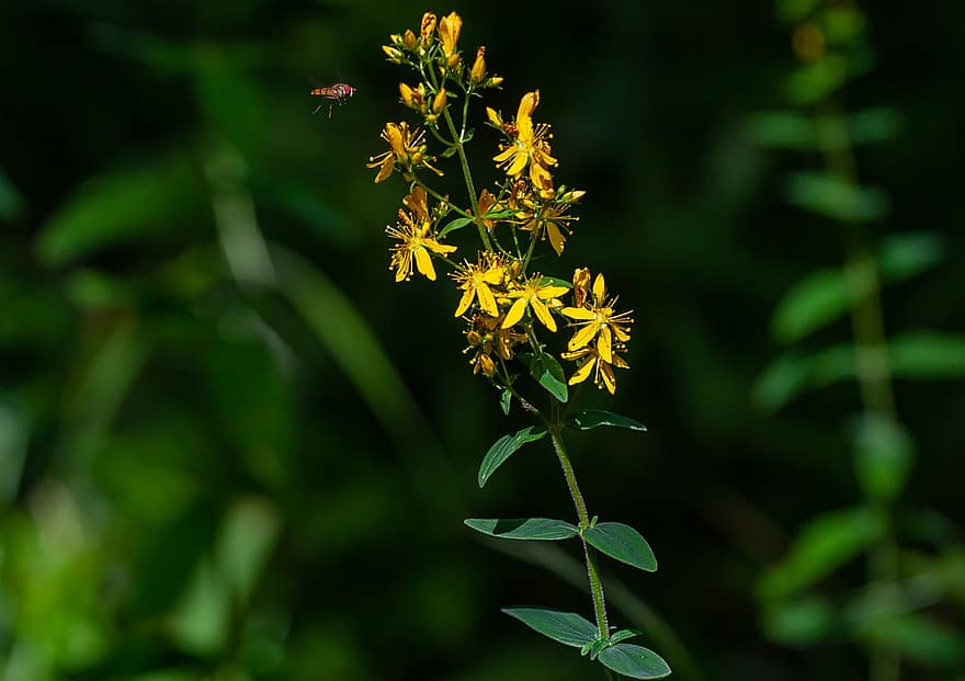 Agrimony Flower, agrimonia eupatoria, горско цвете, диво цвете, жълто цвете, Диво жълто цвете, благодарност, гора, див, цвете, гори