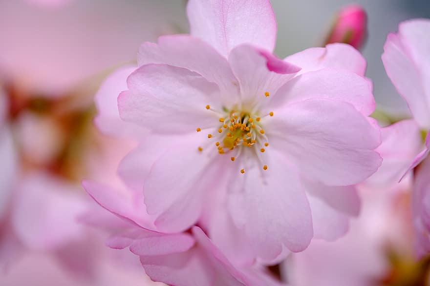 fleur de cerisier, fleurs, printemps, fleurs roses, Sakura, Floraison, fleur, branche, arbre, la nature, fermer