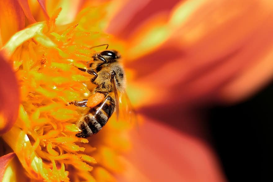 пчела, насекомо, опрашвам, опрашване, цвете, крилато насекомо, крила, природа, ципокрили, ентомология, макро