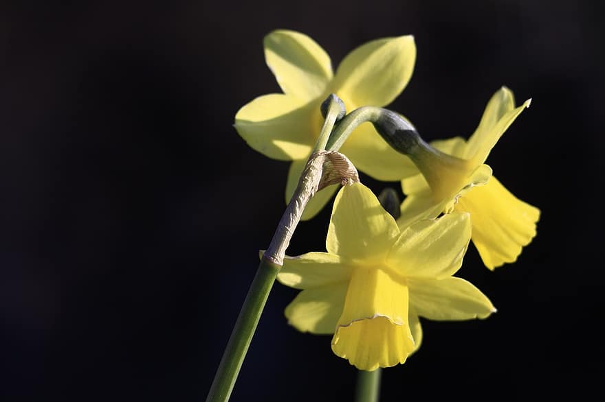 Cyclamen-blomstrede påskeliljer, påskeliljer, gule blomster, Narcissus Cyclamineus, natur, tæt på, blomst, plante, gul, kronblad, blomsterhoved