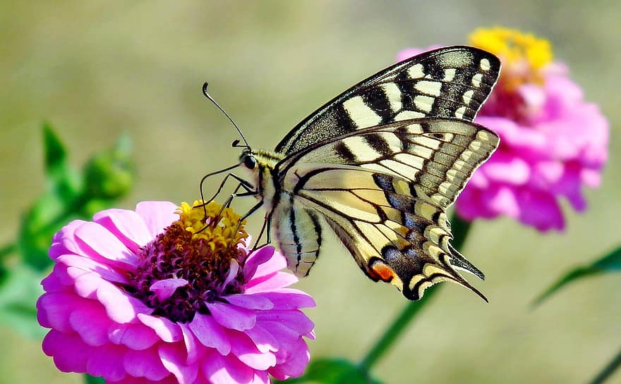 vabzdys, drugelis, entomologija, apdulkinimas, gėlė, žydi, žiedas, sparnai, cinija, sodas