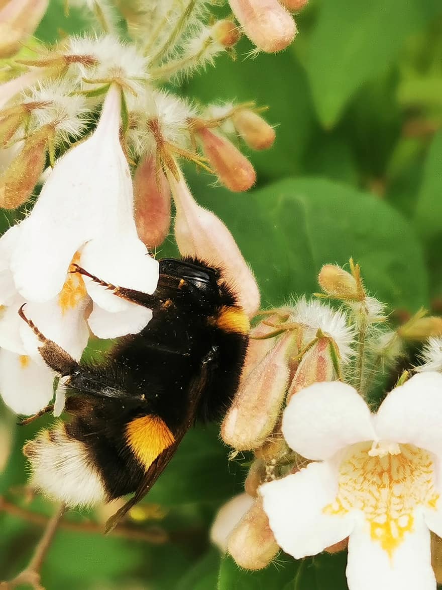 bij, Bumble Bee, insect, kever, bloem, bloemblaadjes, bladeren, bloesem