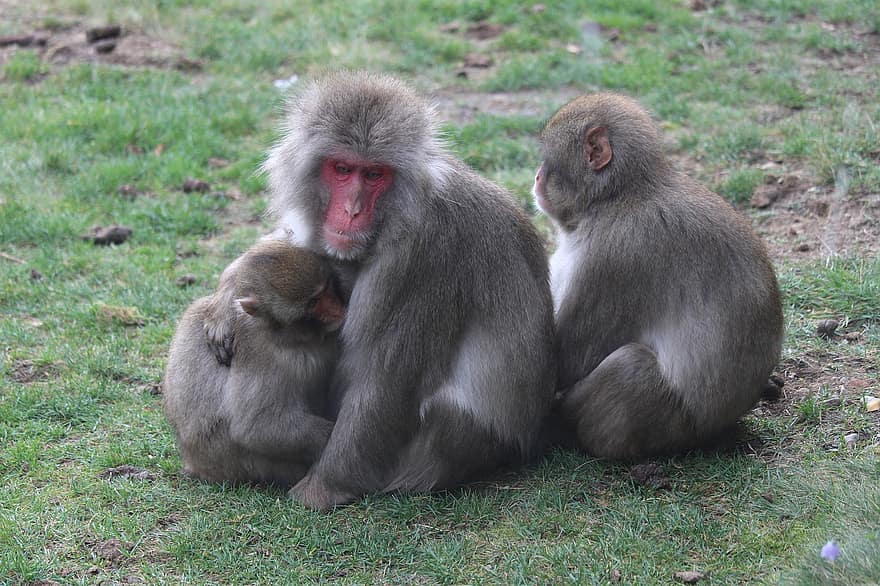 apor, makak, primater, Familj av makaker, natur, Zoo