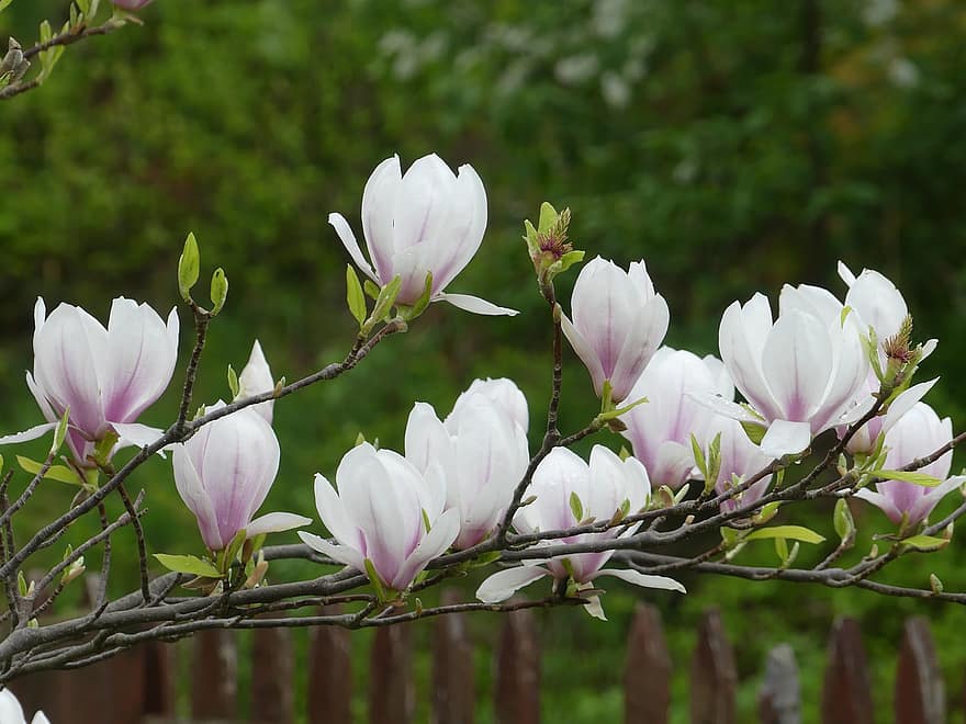 magnolia liliiflora, μανόλιες, λουλούδια, κήπος, φύση