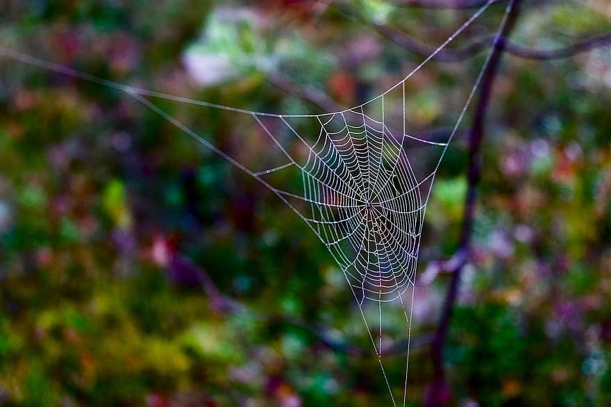 örümcek ağı, doğa, makro, orman