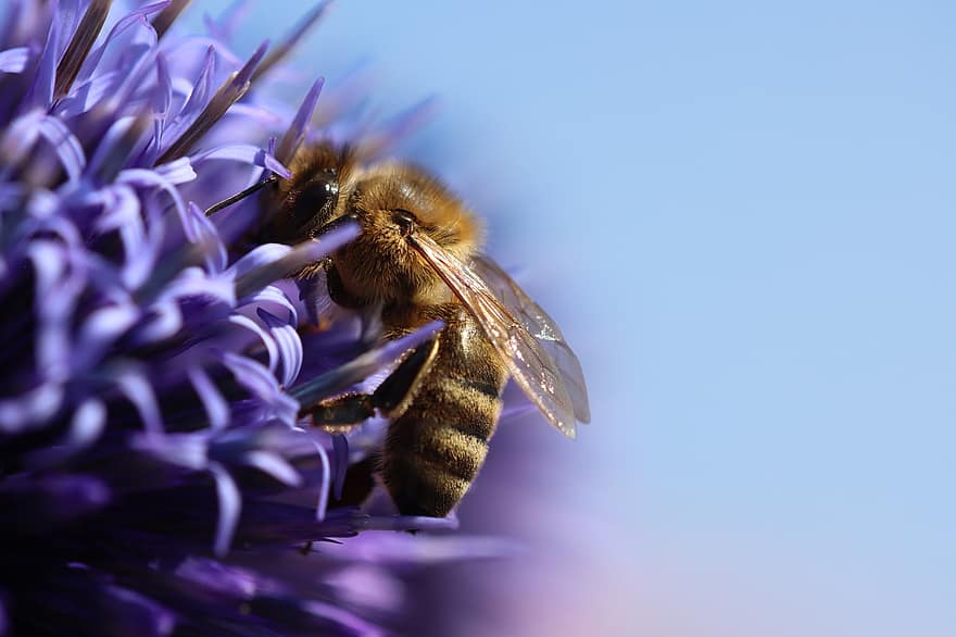 mehiläinen, hyönteinen, kukka, hunajamehiläinen, makro, siitepöly, luonto, hunaja, kukinta, mesi, eläin