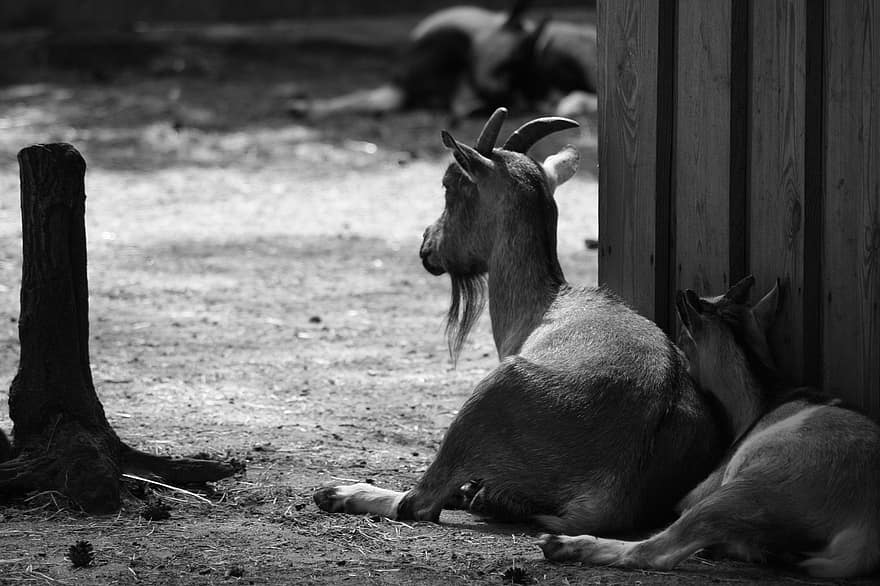Goats, Barn, Farm, Livestock, Animals, Outdoor, goat, grass, black and white, horned, cute