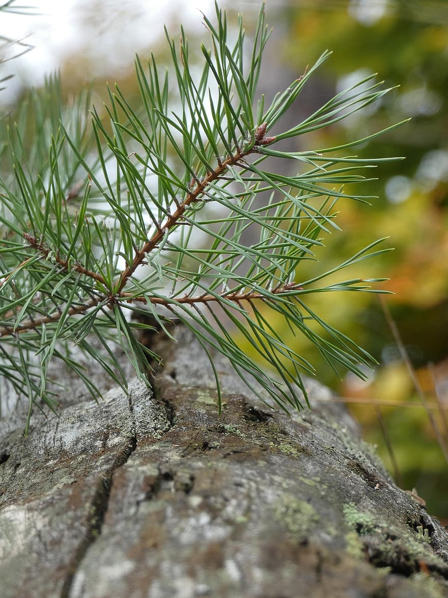 Fir, Tree, Needles, Branch, Leaves, Trunk, Evergreen, Conifer, Forest, Nature, Autumn