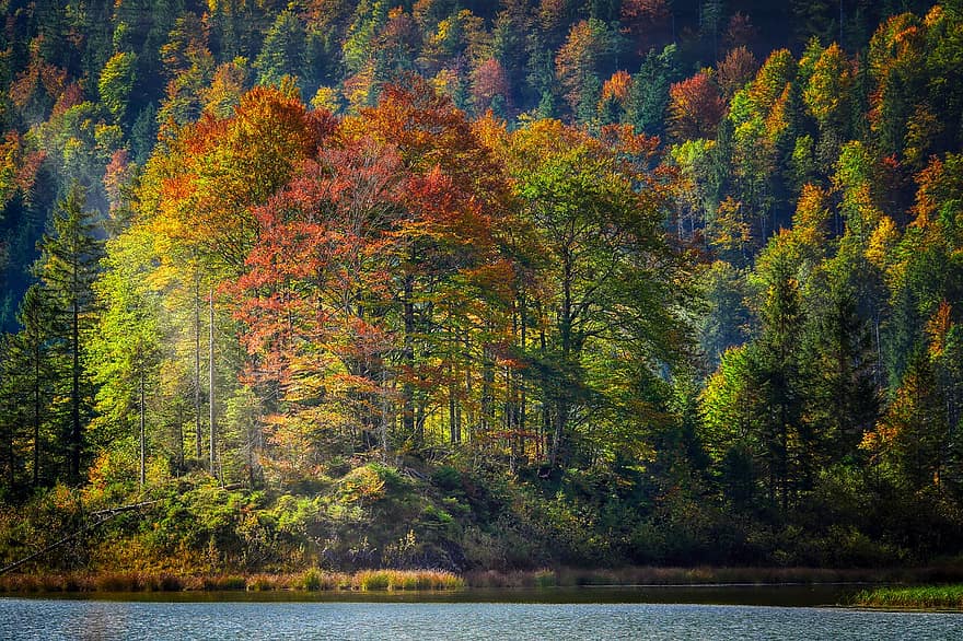mežs, lapas, kalni, rudenī, raksturs, kritums zaļumiem, ezers, ūdens, banka