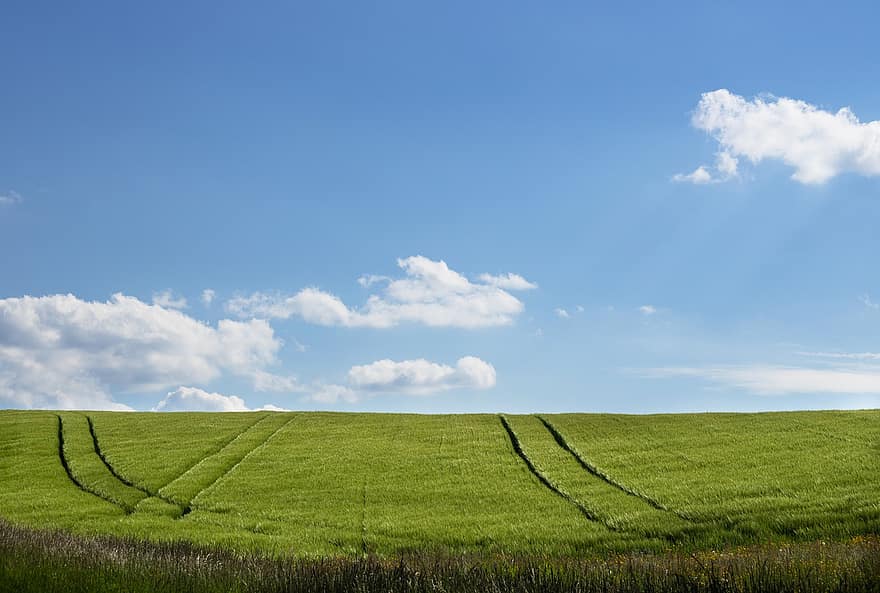 кукурудзяне поле, поле, горизонт, небо, хмари, сільське господарство, літо, ферми, сільськогосподарські угіддя, краєвид
