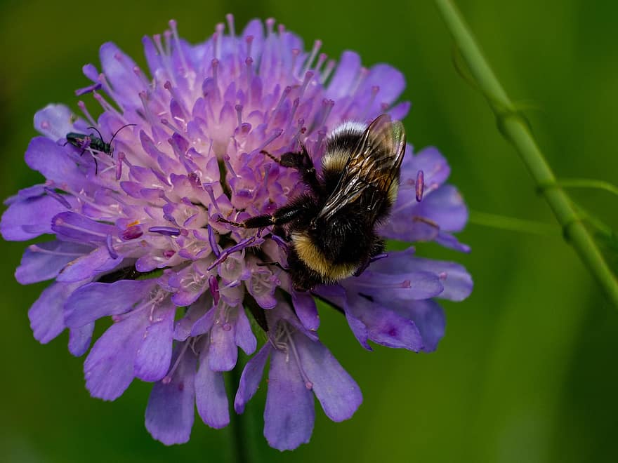 abejorro, insecto, polinización, néctar, flor, fondo, de cerca, fauna, naturaleza, volador, prado