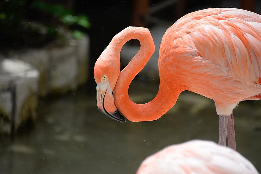 flamingo, putns, raksturs, tuvplāns, dzīvniekiem savvaļā, ūdens, knābis, spalvu, daudzkrāsains, rozā krāsa, tropu klimats