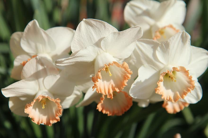 Flowers, Narcissus, Petals, Daffodils, Spring, Nature, Scent, close-up, flower, plant, flower head