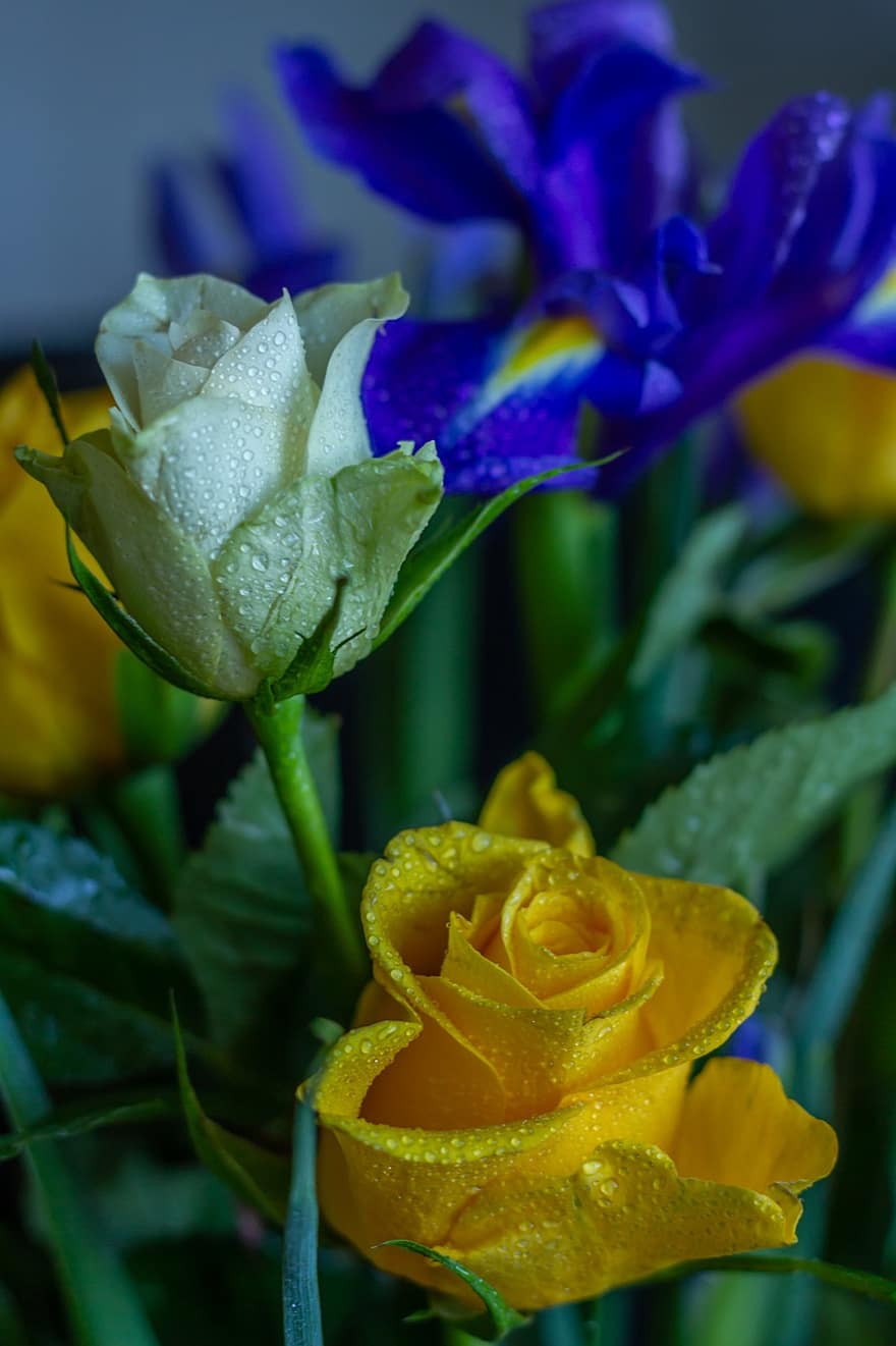 Rosen, Iris, blühen, Flora, Blumen-, Bündel, Blume, Nahansicht, Blatt, Pflanze, Blütenblatt