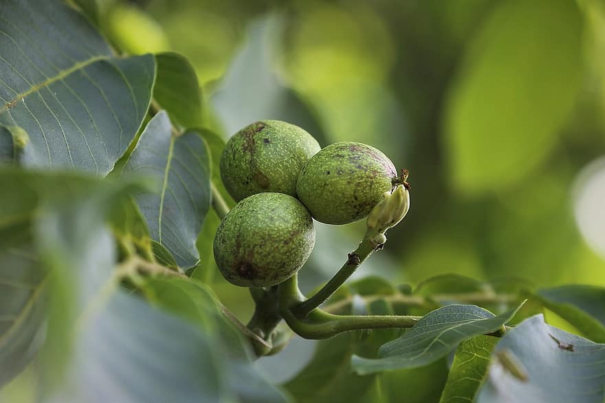 орехово дърво, плодове от орех, зреене, клон, плодове, дърво, листо, свежест, зелен цвят, едър план, растение