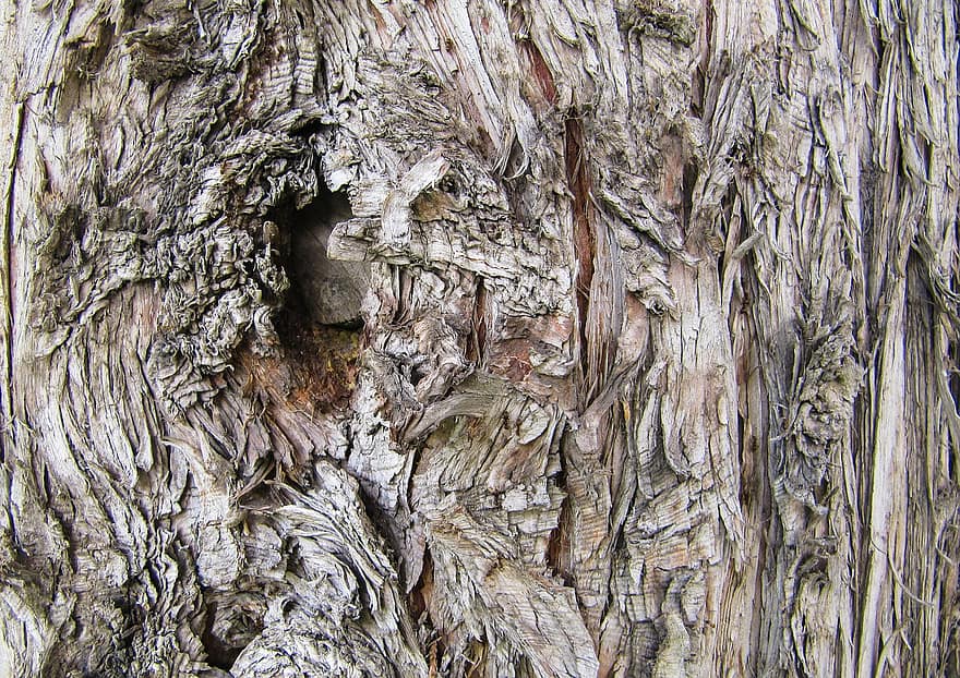 drzewo, log, szczekać, tekstura, blizna na kończynie, środowisko, tło, Tapeta, Natura, stary, drewno