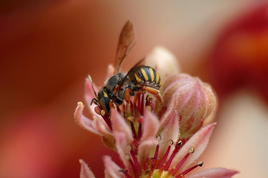 бджола, квіти, запилюють, запилення, крилате комаха, медоносна бджола, перетинчастокрилі, комаха, ентомологія, впритул, макрос