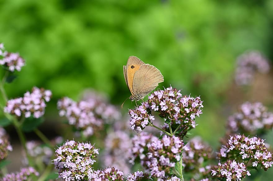 motýl, hmyz, květiny, zvíře, křídla, sporýš, růžové květy, rostlina, zahrada, Příroda, letní