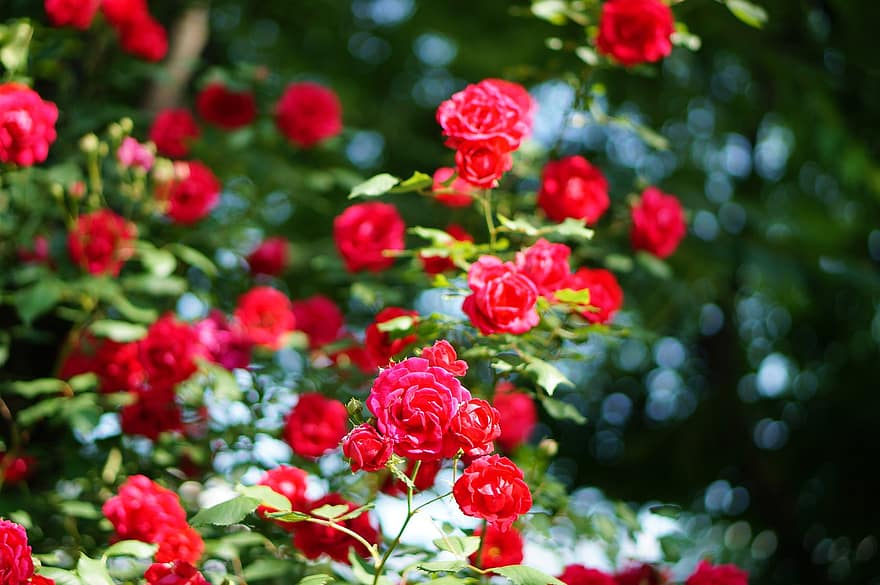 hoa hồng, những bông hoa, hoa hồng nở, cánh hoa, cánh hoa hồng, hoa, hệ thực vật, cây