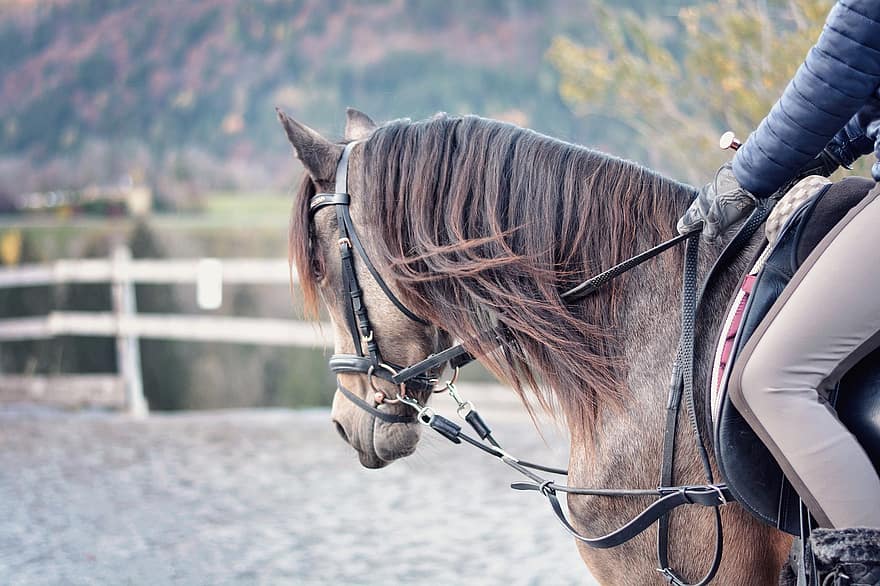 caballo, poni, mujer, paseo, lección de equitación, equino, ecuestre, mamífero