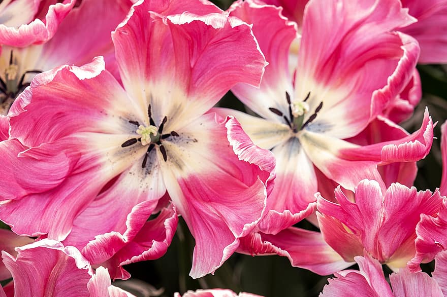 tulipán, virág, virágokat, növény, közelkép, virágszirom, virágfej, levél növényen, rózsaszín szín, nyári, virágzik