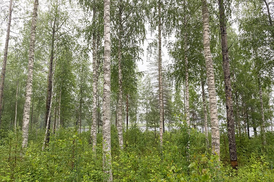 björk, finland, sommar, natur, skog, grön, färsk, regn, trä, meditation, träd