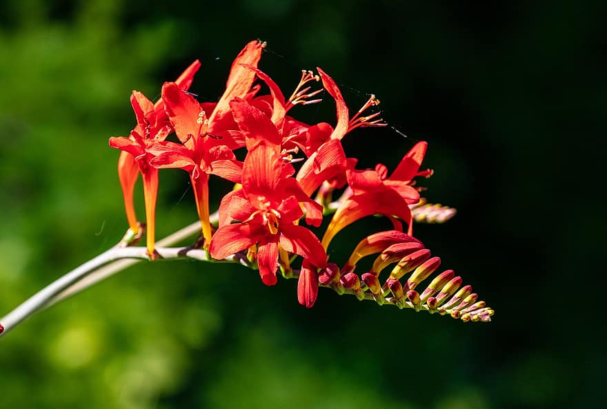 crocosmia'lar, Çiçekler, bakır uçlar, Montbretia'nın, kırmızı Çiçekler, yaprakları, kırmızı yaprakları, Çiçek açmak, çiçek, bitki örtüsü, bitki