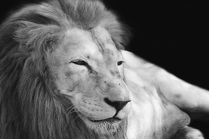 ライオン、たてがみ、哺乳類、猫科、キング、野生動物、孤立した、捕食者、動物、自然