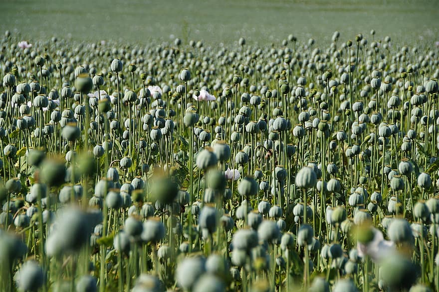 Poppy, Poppy Capsules, Field, Seed Heads, Seed Capsules, Plants, Poppy Field, Meadow, Cultivation, Nature