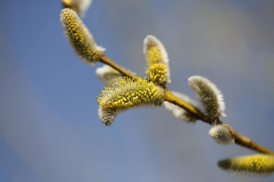 Willow, Catkins, Branch, Spring, Spring Awakening, Flowering Twig, Twig, Plant, Tree, Nature
