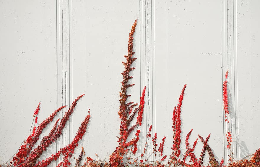 hojas rojas, enredadera, vid, pared, sol