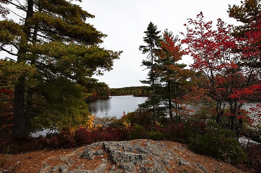 lago, bosque, otoño, temporada, al aire libre