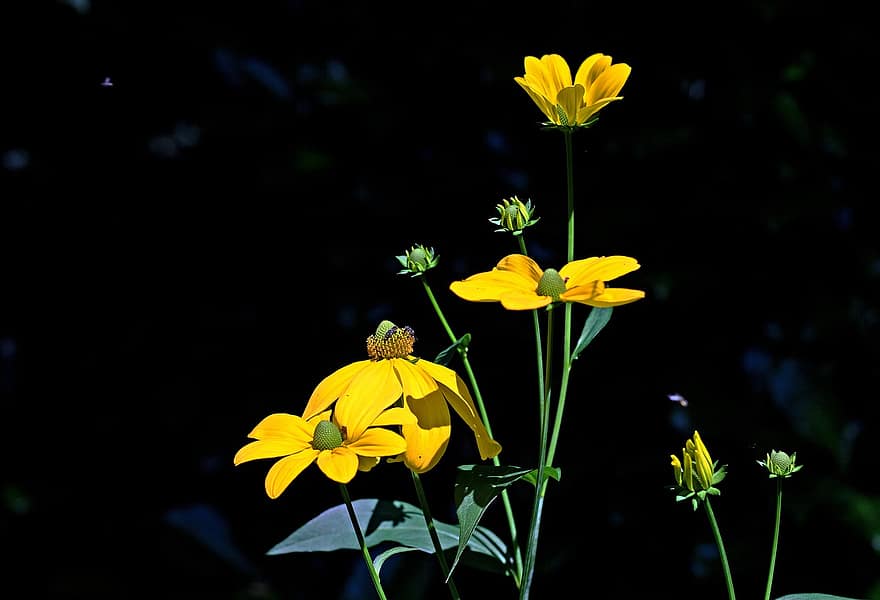 Cutleaf Coneflowers, flores, plantar, Rudbeckia Nitida Herbstonne, sol do outono, rudbeckia nitida, flores amarelas, pétalas, flor, sai, jardim