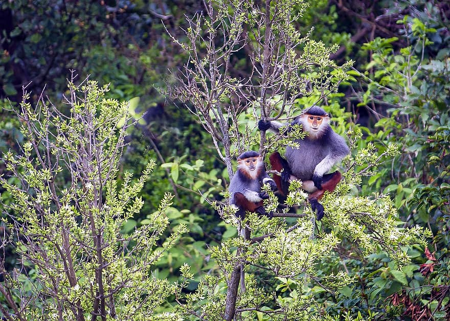 douc, opic, strom, Red-shank Douc Langurs, zvířat, savců, primát, volně žijících živočichů, fauna, divočina, les