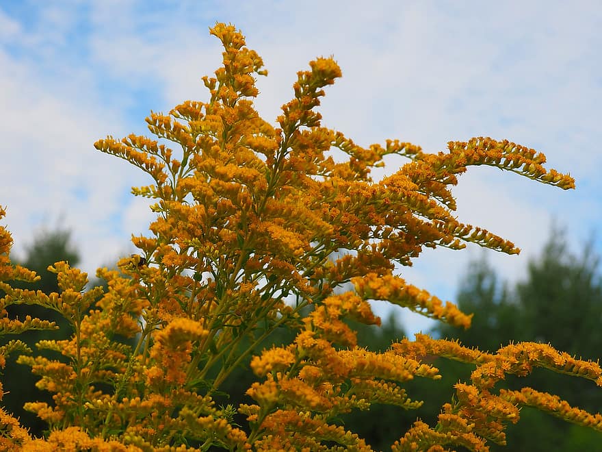 Giant Goldenrod, Nature, yellow, leaf, plant, close-up, summer, green color, tree, season, backgrounds