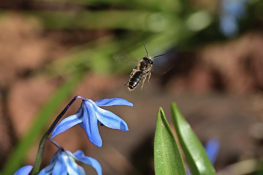 ผึ้ง, การผสมเกสรดอกไม้, กีฏวิทยา, เบ่งบาน, แมลง, แมโคร, Scilla, ฤดูใบไม้ผลิ, ธรรมชาติ