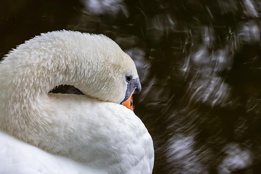 Swan, Close Up, Lake, River, White, Elegant, Bird, Water Bird, Water, Nature, Wildlife