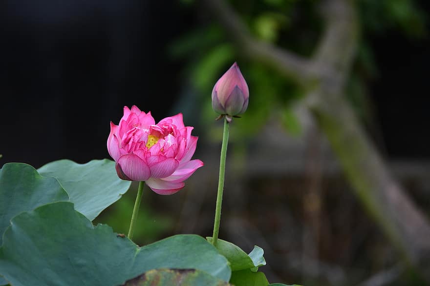 Lotus, Flower, Pond, Water Lily, Lily Pad, Bloom, Blossom, Flora, Botany, Plants, Nature