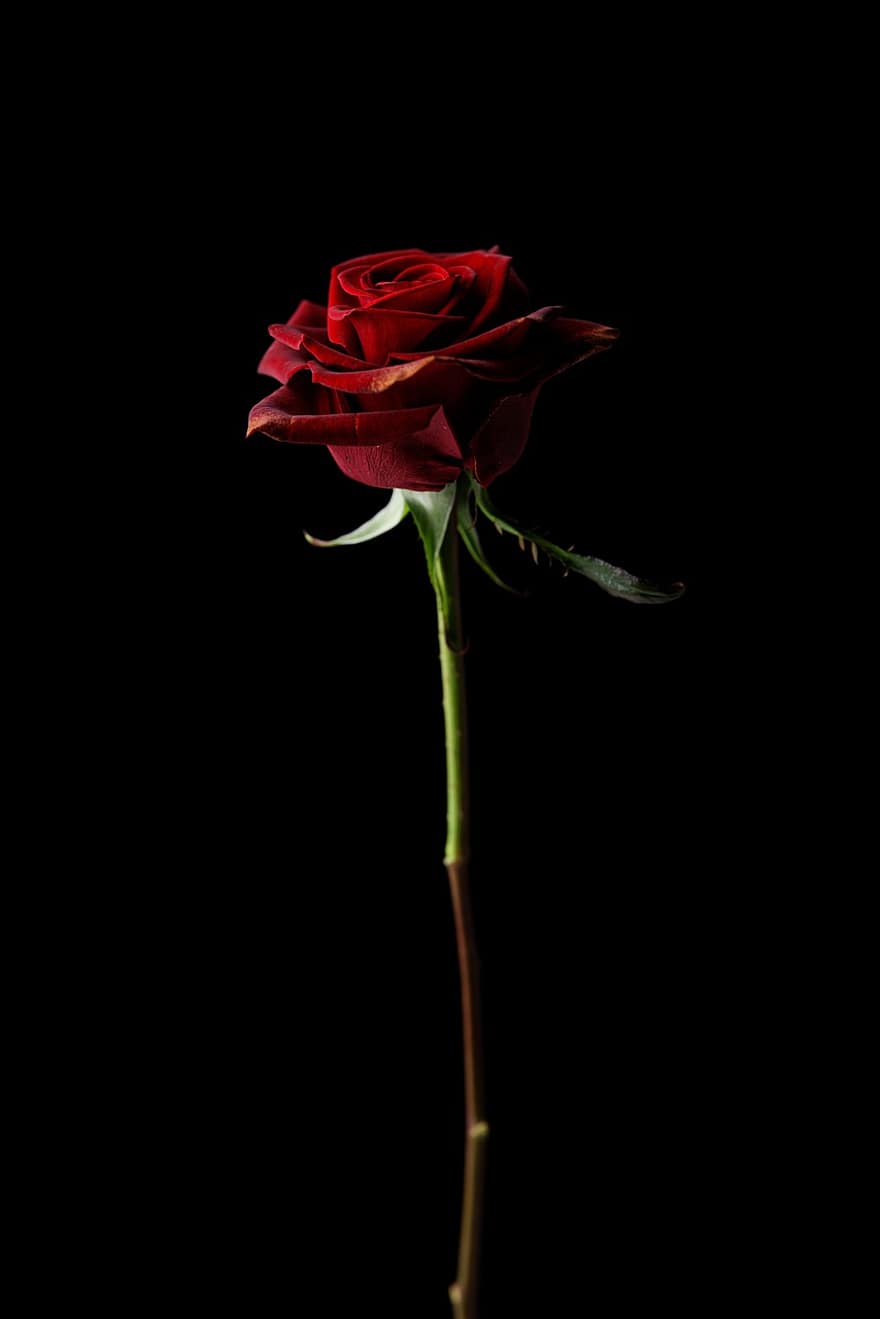 Rose, Blume, Valentinstag, Geschenk, wunderschönen, Romantik, romantisch, rote Rose, rote Blume, Pflanze, Makro