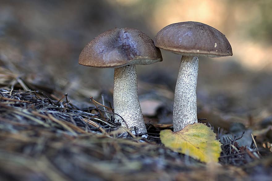 mushrooms, plants, fungus, autumn, close-up, forest, season, food, plant, uncultivated, freshness