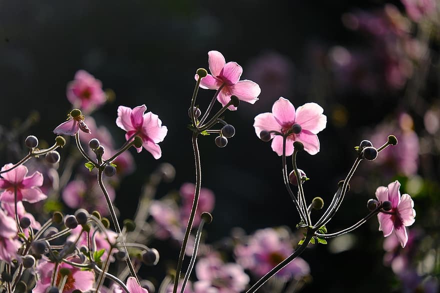 japonské sasanky, květiny, růžové květy, Sasanky podzimní, anemone hupehensis, okrasné rostliny, květ, rostlina, kvetoucí rostlina, zahrada, Příroda