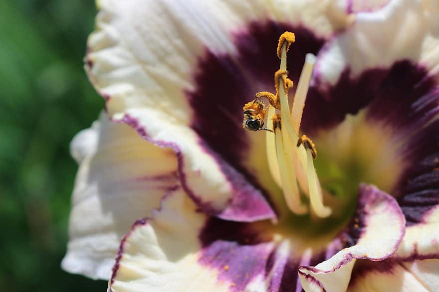Bie, insekt, blomst, pollinering, hage, anlegg, nektar