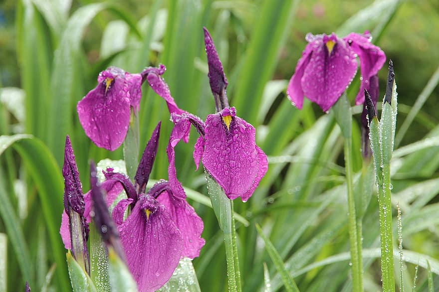 Iris, lila, Gartenblumen, Blumen, blühen, Garten, wunderschönen, Grüns, hell, Flora, Natur